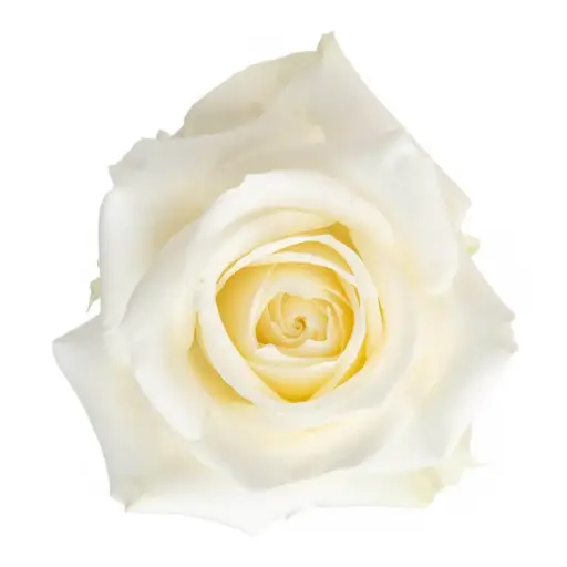 AL26 40cm Roses White Sugar Doll