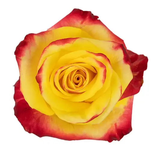 AL26 40cm Roses High and Yellow Magic 