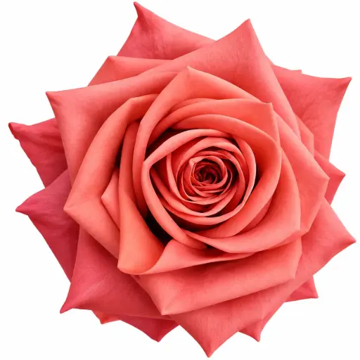 AL26 40cm Roses Barista 