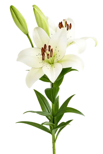 AL26 Asiatic Lilies White Freckles