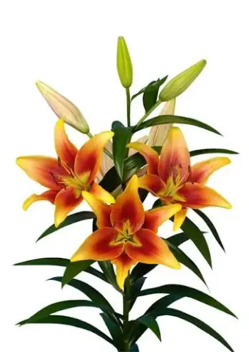 AL26 Asiatic Lilies Orange/Yellow