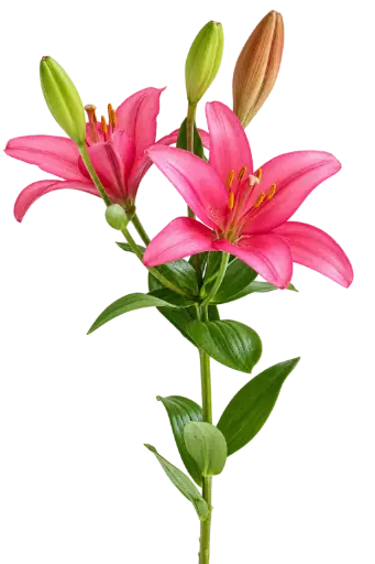 AL26 Asiatic Lilies Pink