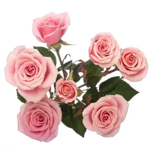 AL26 Spray Roses Light Pink Sweet Sensation 