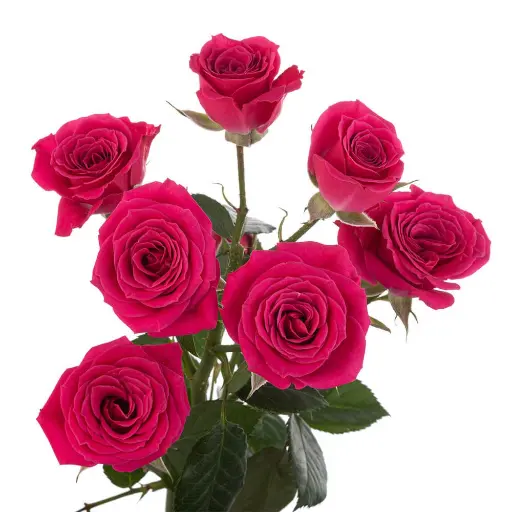 AL26 Spray Roses Dark Pink Lovely Lydia