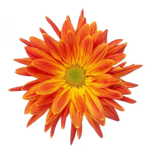 AL26 Cremons Orange Fantail
