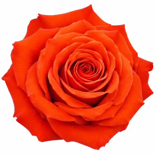 AL26 Cremons Orange Fantail