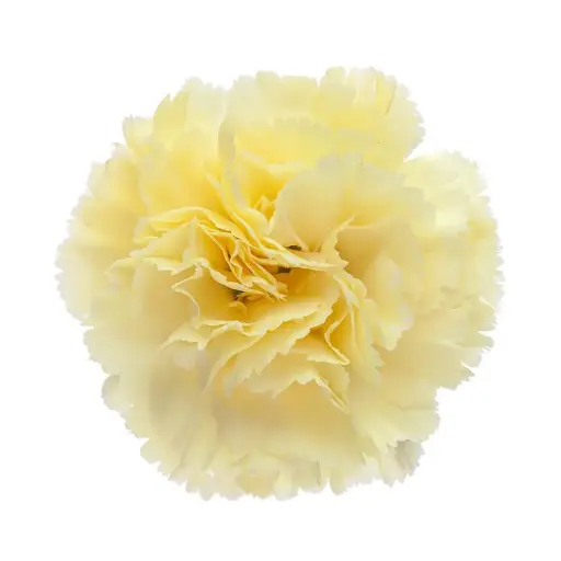 AL26 LG Carnations Yellow Gioele 