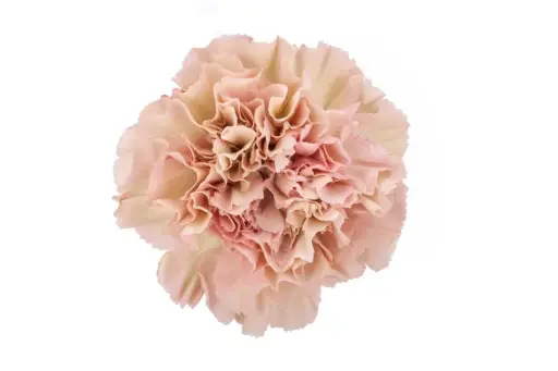 AL26 LG Carnations Peach & Cream Capricho  