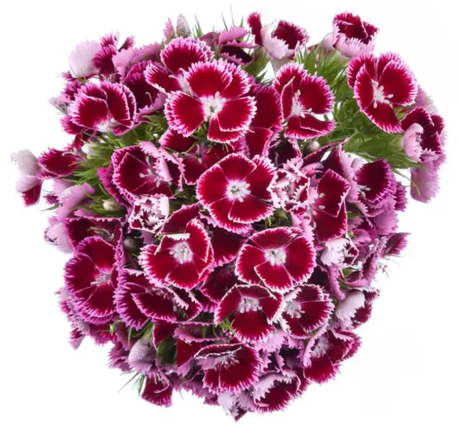 AL26 Dianthus Ball Burgundy