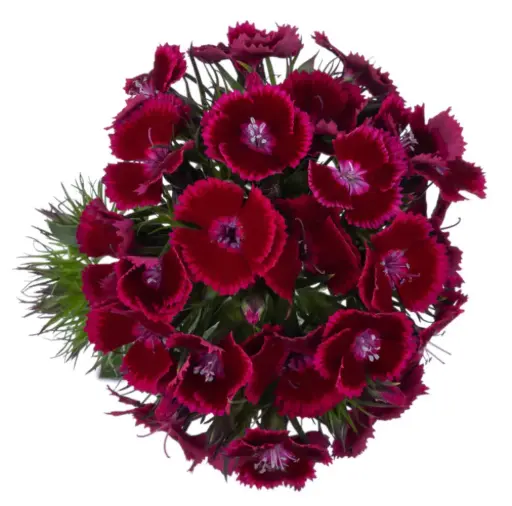 AL26 Dianthus Ball Burgundy Jolly