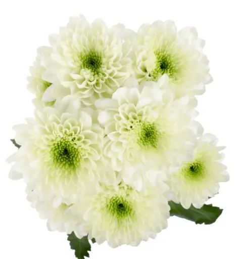 AL26 Chrysanthemums Jungle Mist