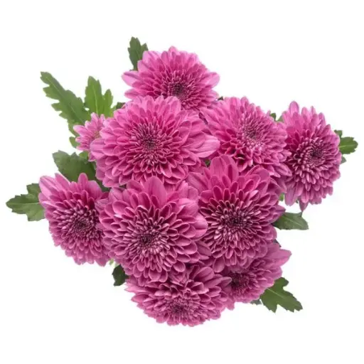 AL26 Chrysanthemums Purple Brazuca
