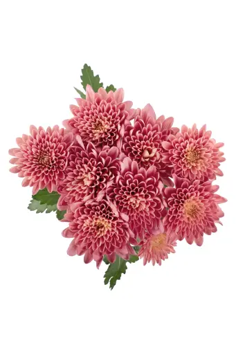 AL26 Chrysanthemums Coral Prodigy