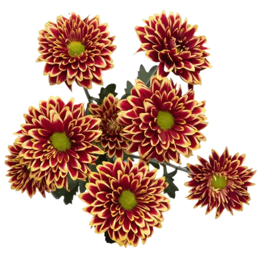 AL26 Daisies Yellow/Red Amethyst
