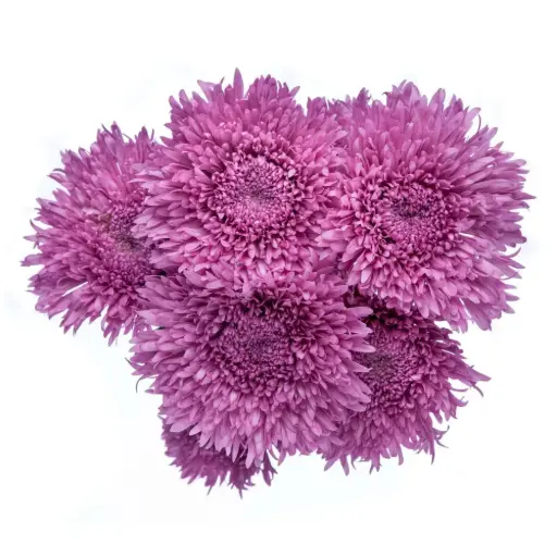 AL26 Novelty Lavender Mystery