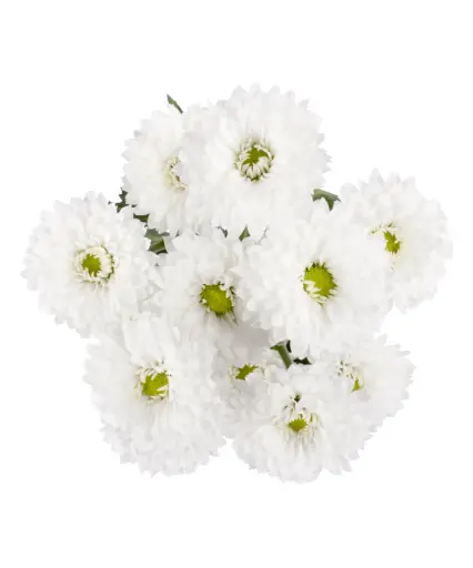 AL26 Micropom White Esperanza (10st)