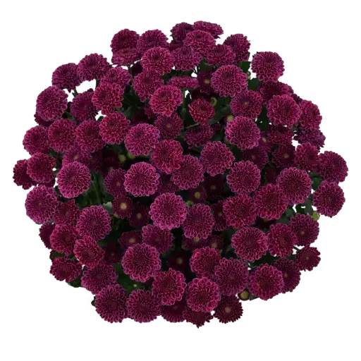 AL26 Buttons Deep Purple Artiga 
