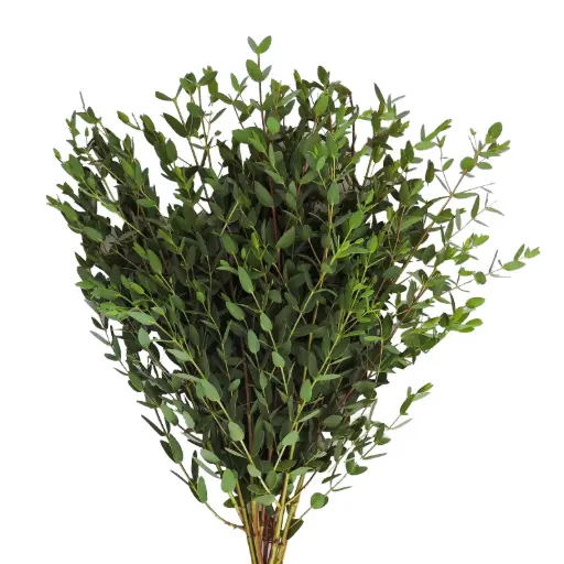AL26 Eucalyptus Parvifolia