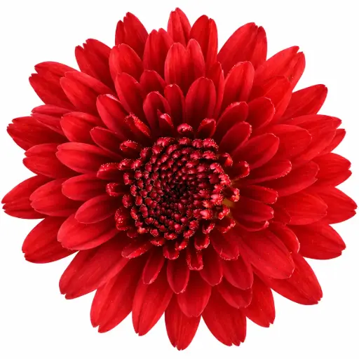 AL26 Chrysanthemums Novelty Motow 