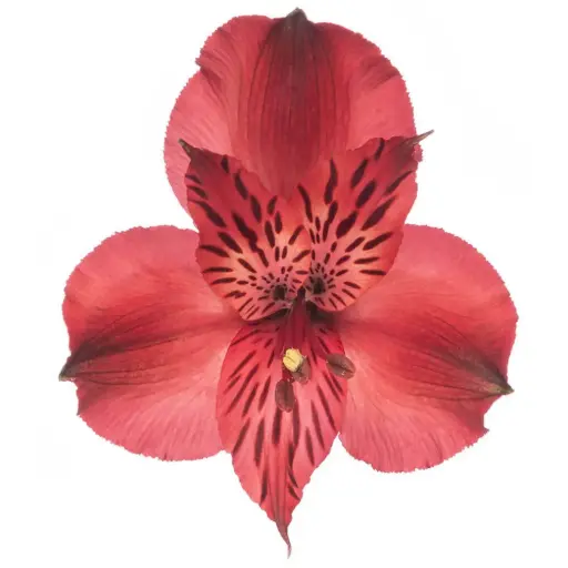 Alstroemerias Red Natalya