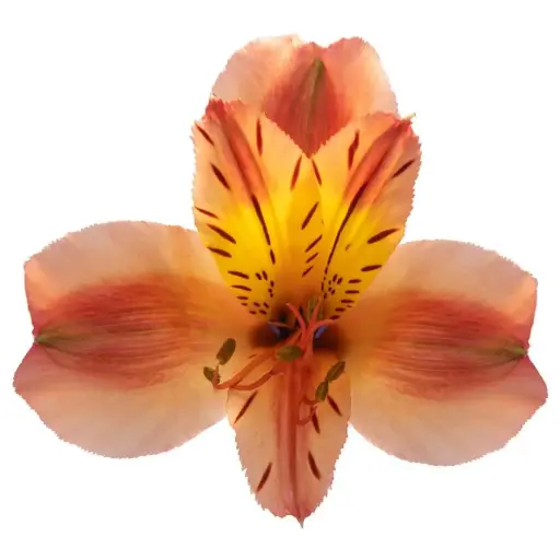 Alstroemerias Orange Queen