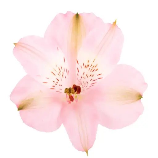 Alstroemerias Light Pink Stephanie 