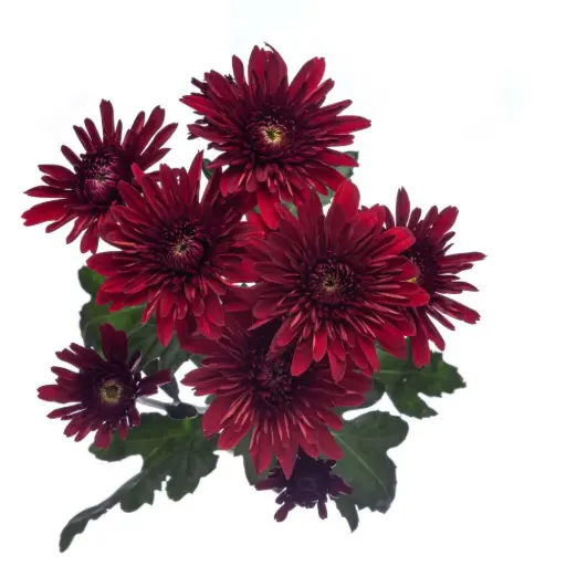 AL26 Chrysanthemum Red Chianti