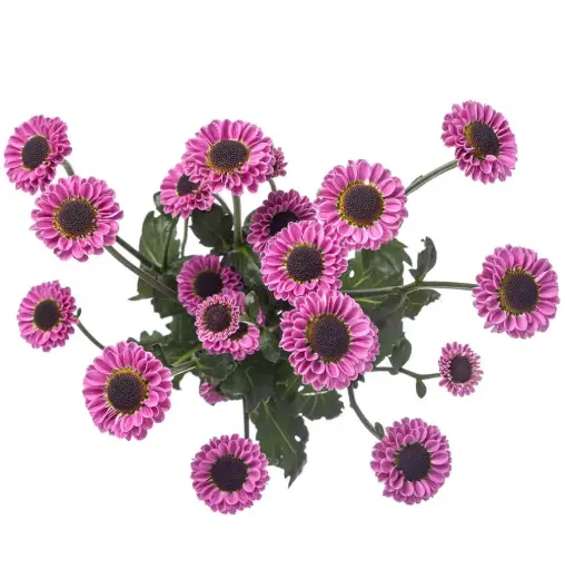 AL26 Micro Pompon Purple Molly  